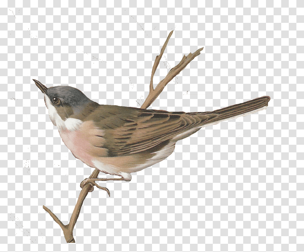 Free Images Of Birds Paper Crafting, Animal, Sparrow, Finch, Wren Transparent Png