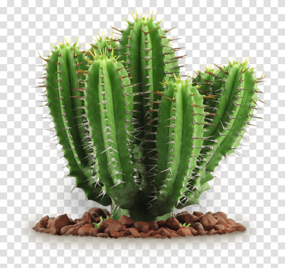Free Images Toppng Cactus, Plant, Banana, Fruit, Food Transparent Png