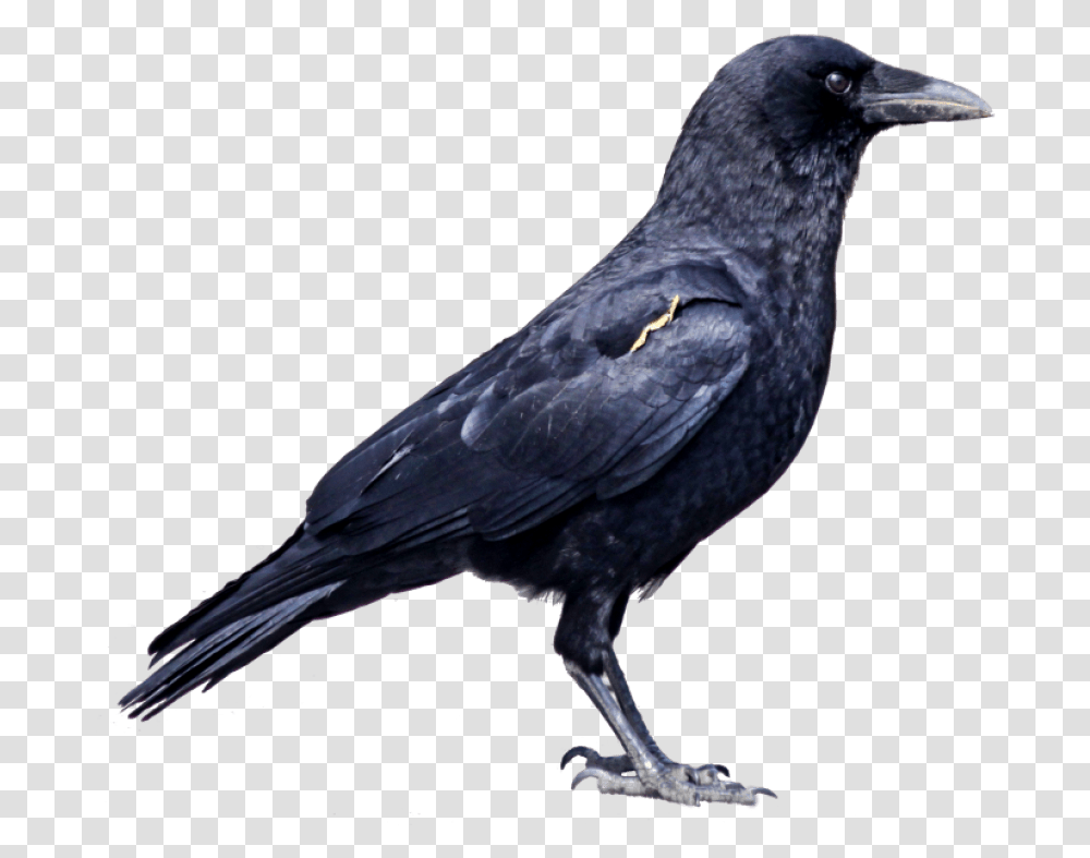 Free Images Toppng Crow Images Hd, Bird, Animal, Blackbird, Agelaius Transparent Png