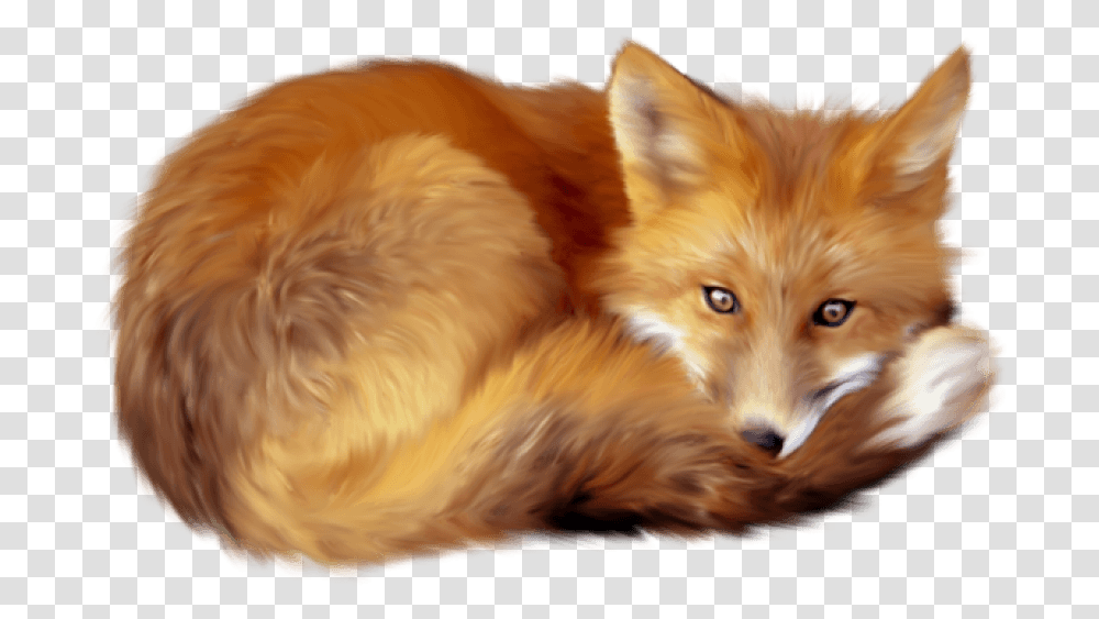 Free Images Toppng Fox, Dog, Pet, Canine, Animal Transparent Png