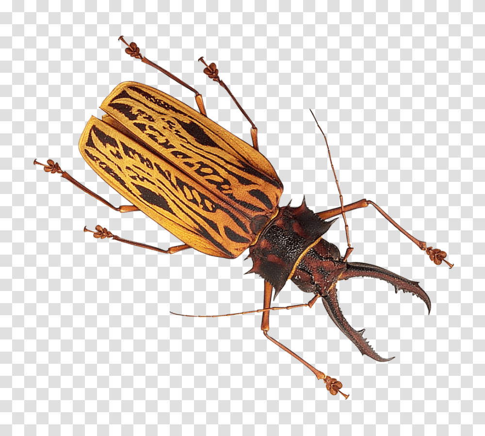 Free Insect Images Bug That Looks Like Cockroach, Invertebrate, Animal, Wasp, Bee Transparent Png