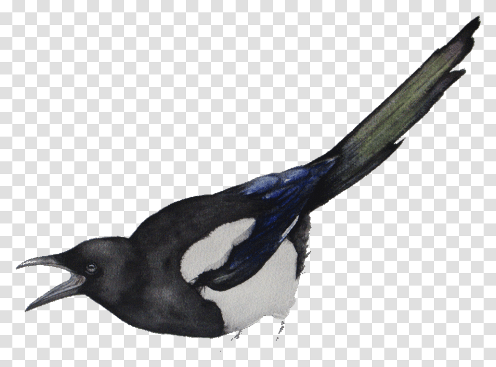 Free International Shipping To All Over The World Eurasian Magpie, Bird, Animal Transparent Png