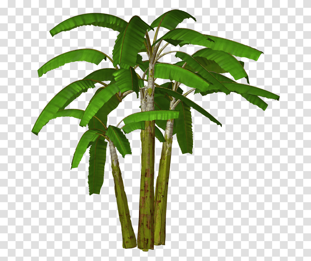 Free Jungle Border Clip Art, Plant, Tree, Palm Tree, Arecaceae Transparent Png
