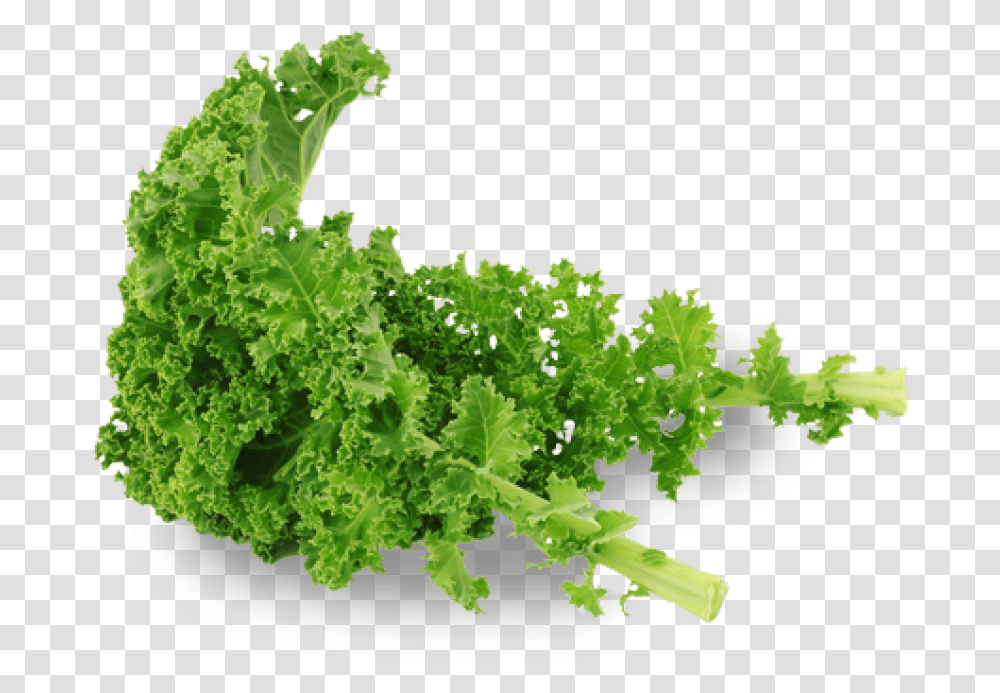 Free Kale Images Kale, Cabbage, Vegetable, Plant, Food Transparent Png