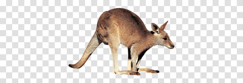 Free Kangaroo Images Budgies In The Wild, Mammal, Animal, Wallaby, Pig Transparent Png