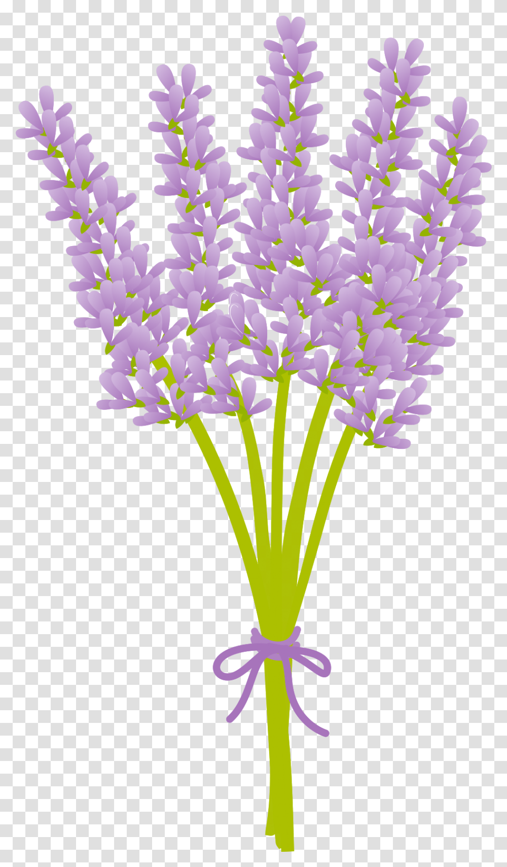 Free Lavender Flower 1190293 With Lavender Flower Vector, Plant, Blossom, Graphics, Art Transparent Png