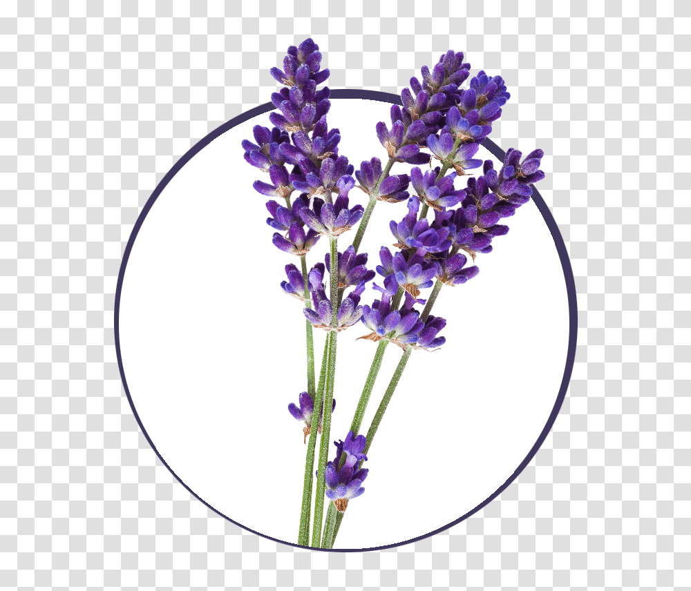 Free Lavender, Plant, Flower, Blossom, Pottery Transparent Png