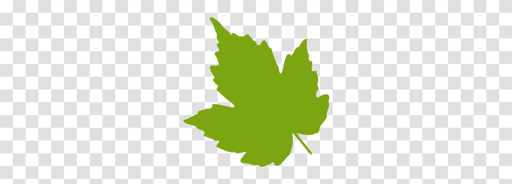 Free Leaf Clipart, Plant, Maple Leaf, Tree, Person Transparent Png