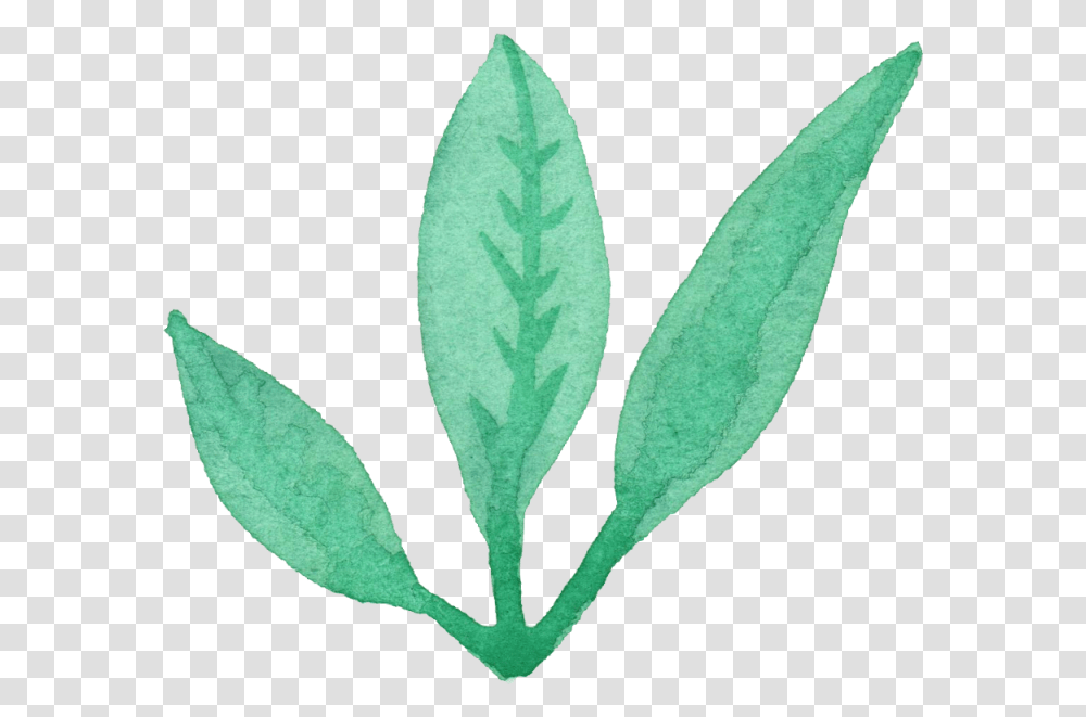 Free Leaves Watercolor, Leaf, Plant, Annonaceae, Rug Transparent Png