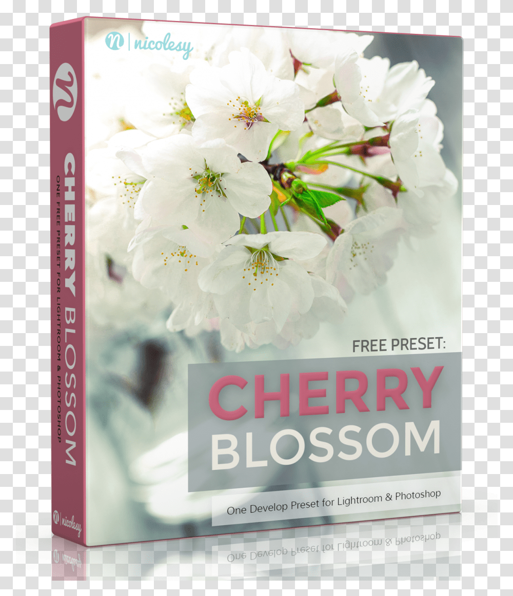 Free Lightroom Preset Cherry Blossom, Plant, Flower, Paper Transparent Png