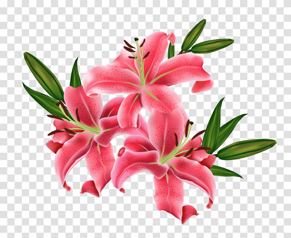 Free Lily Clip Art Pictures, Plant, Flower, Blossom, Amaryllis Transparent Png