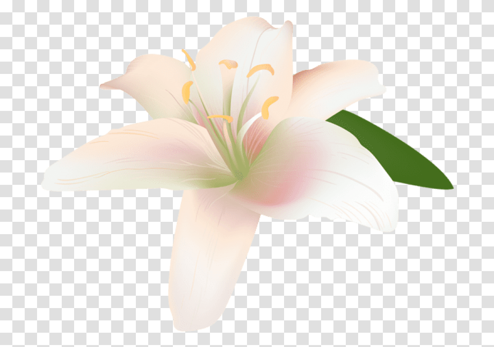 Free Lily Flower Images Lily, Plant, Blossom, Bird, Animal Transparent Png