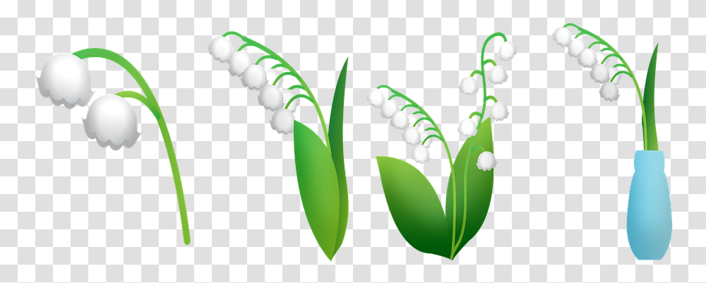Free Lily Of The Valley Flower Lilly Of The Valley Graphic, Plant, Vegetable, Food, Blossom Transparent Png