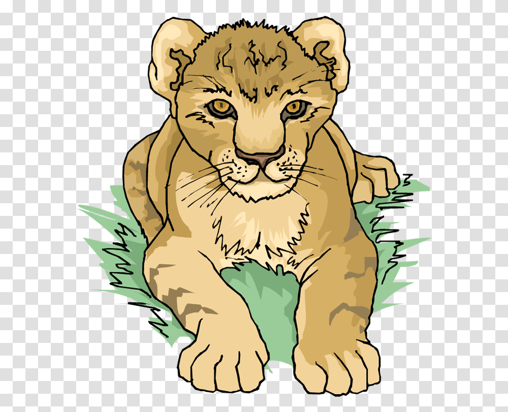 Free Lion Cub Free Clipart Lion Cub, Wildlife, Animal, Mammal, Tiger Transparent Png
