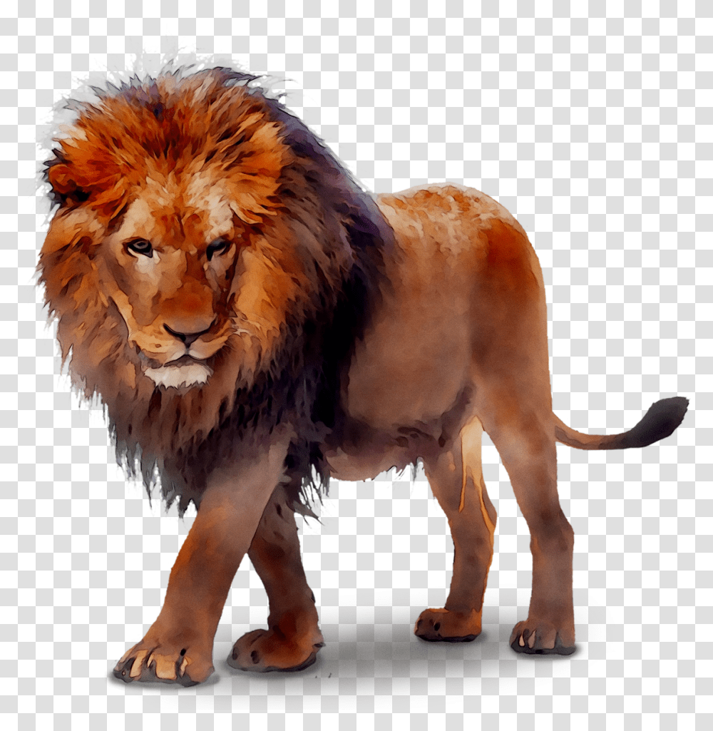 Free Lion Download Background Lion, Wildlife, Mammal, Animal Transparent Png