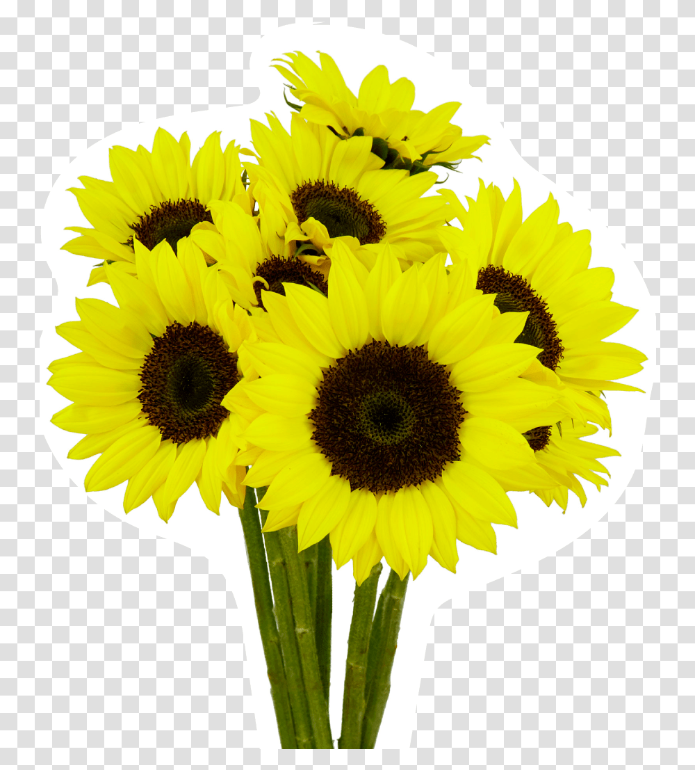 Free Measure And Quote, Plant, Flower, Blossom, Sunflower Transparent Png
