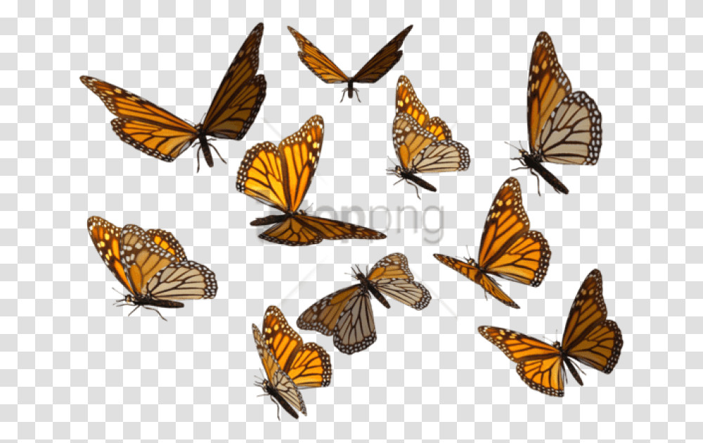 Free Monarch Butterfly Image With Background Butterflies, Insect, Invertebrate, Animal, Honey Bee Transparent Png
