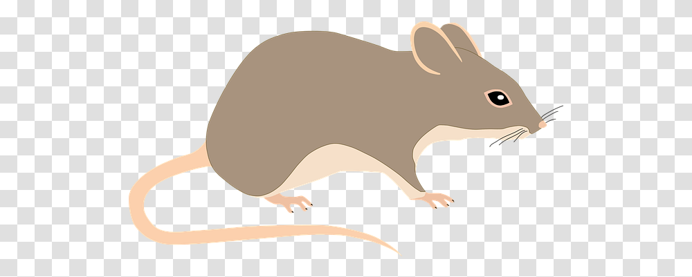 Free Mouse & Rat Illustrations Pixabay Animal Rats Tail, Rodent, Mammal, Baseball Cap, Hat Transparent Png