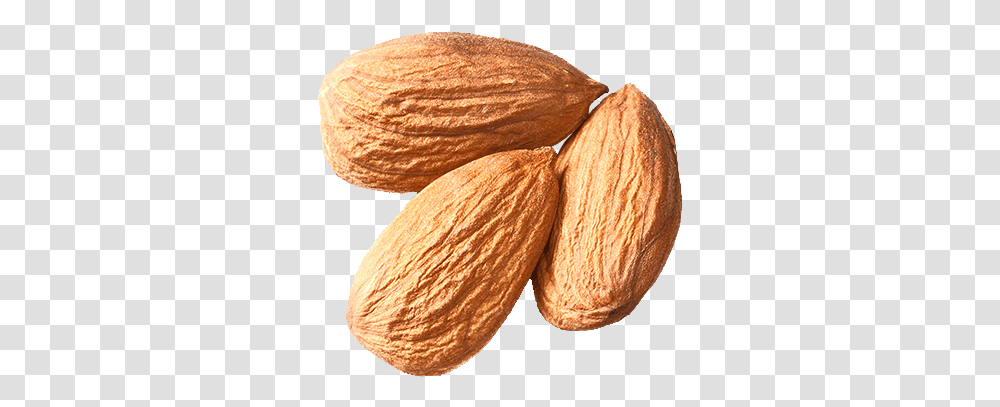 Free Nut Almond Plant Nuts Seeds, Vegetable, Food, Fungus Transparent Png