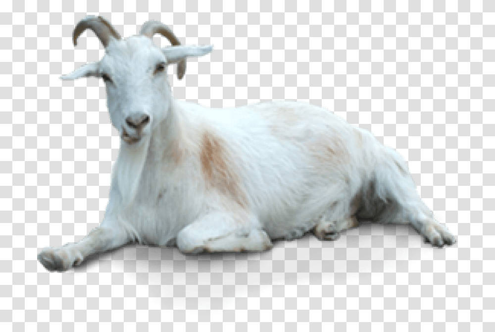 Free Of Goat Background Goat, Mammal, Animal, Mountain Goat, Wildlife Transparent Png