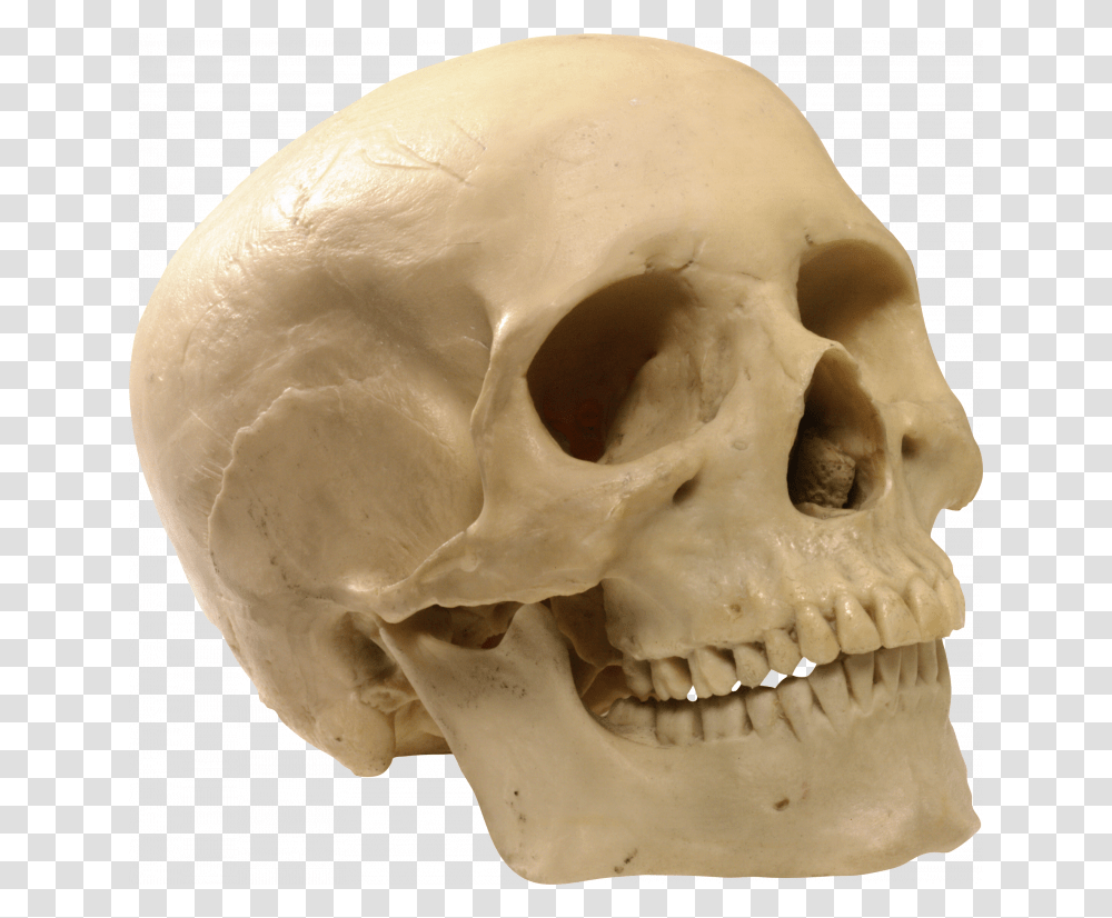 Free Of Skeleton Human Skull Background, Jaw, Egg, Food, Fungus Transparent Png