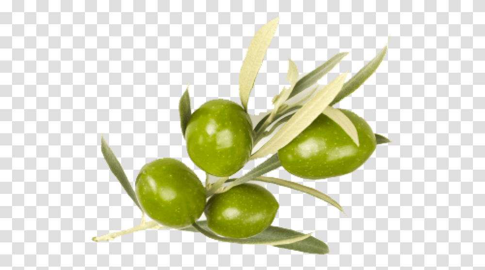 Free Olive Images Olive, Plant, Fruit, Food, Grapes Transparent Png