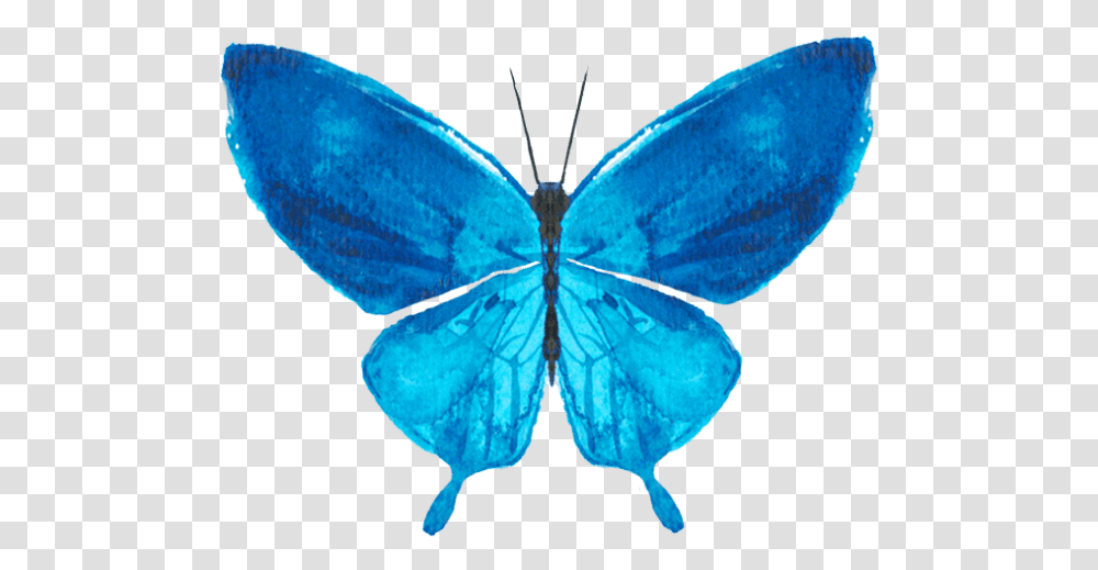 Free Online Butterfly Butterflies Watercolor Decoration Holly Blue, Insect, Invertebrate, Animal, Moth Transparent Png