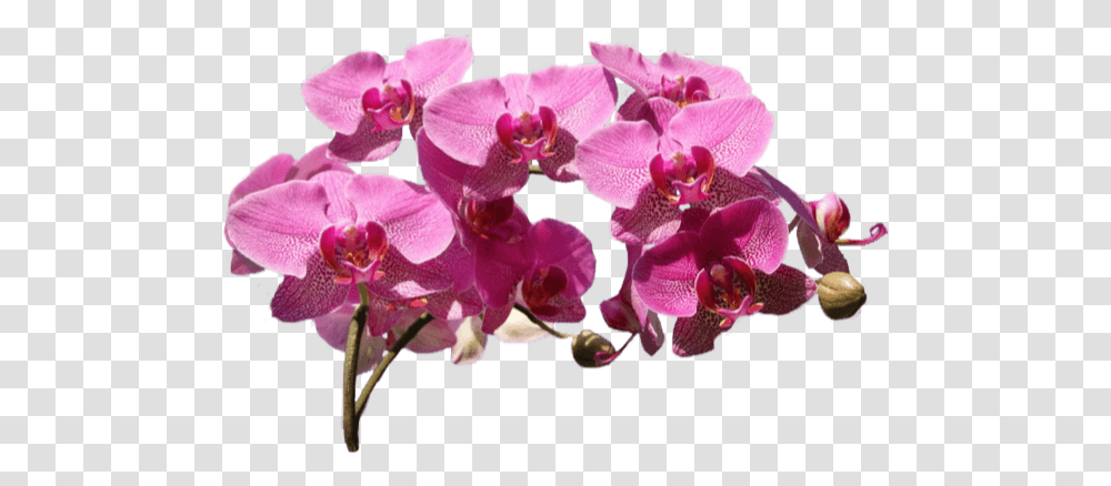 Free Online Plants Flowers Greens Orchids Vector For Orchids, Blossom, Geranium, Petal Transparent Png