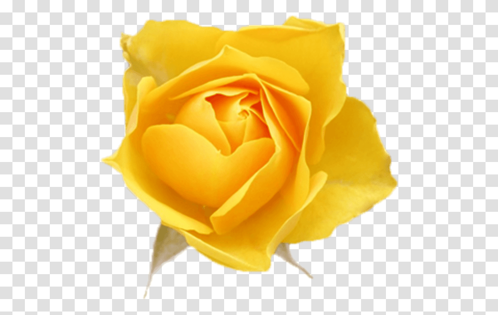 Free Online Rose Flowers Yellow Roses Vector For Yellow Rose Vector, Plant, Blossom, Petal Transparent Png