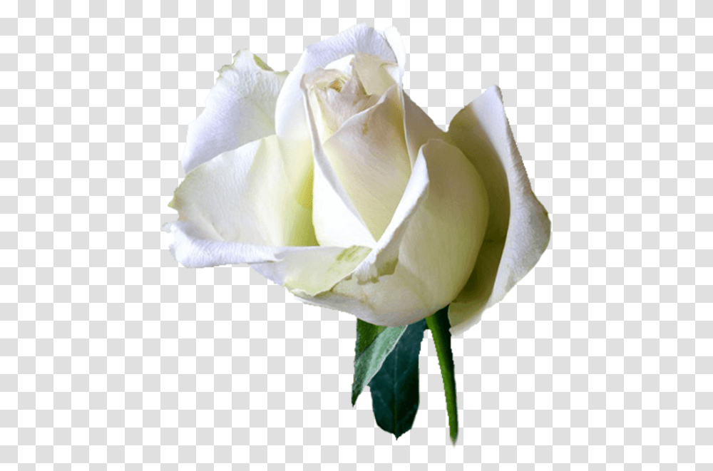 Free Online Rose White Roses Flowers Vector For Angelo Frasi Riposa In Pace, Plant, Blossom, Petal Transparent Png