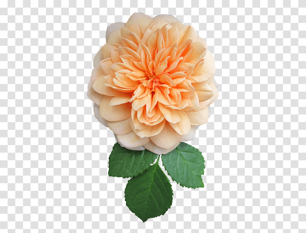 Free Orange Rose & Images Pixabay Flower, Dahlia, Plant, Blossom, Petal Transparent Png