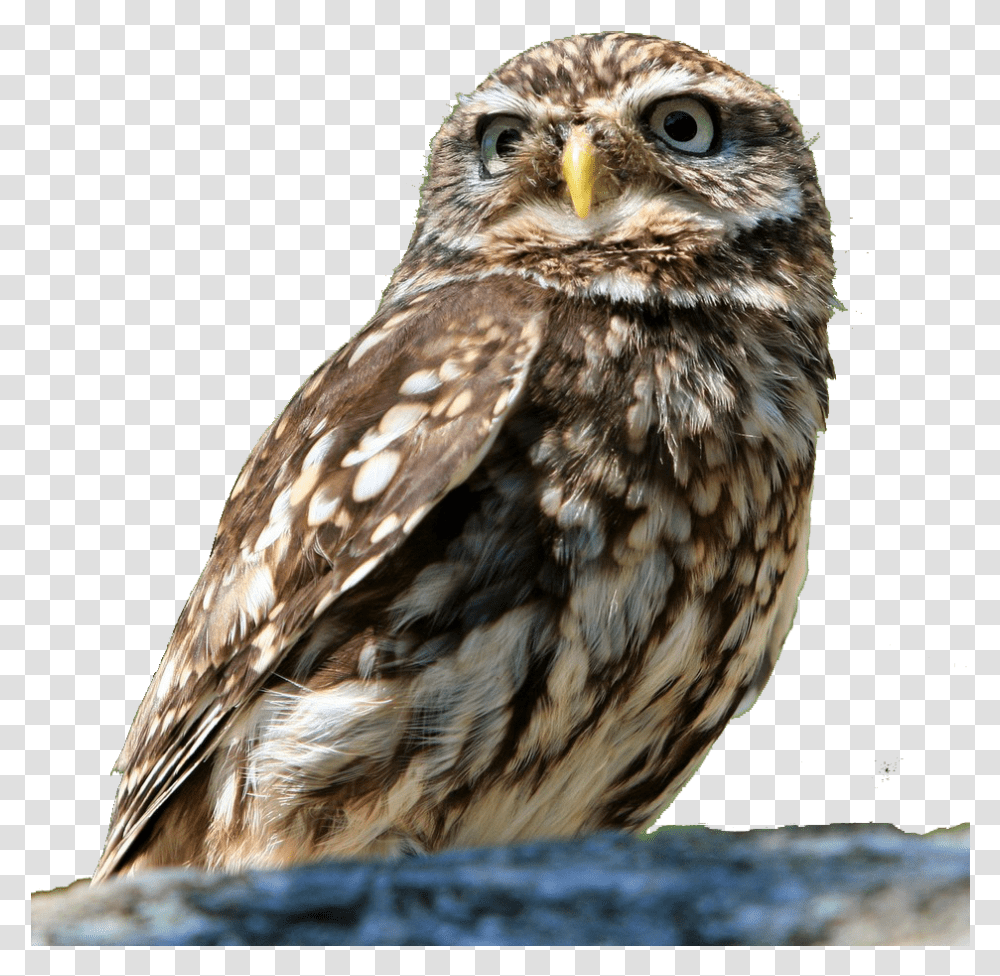 Free Owl Bird Background Removed Free, Animal, Beak Transparent Png