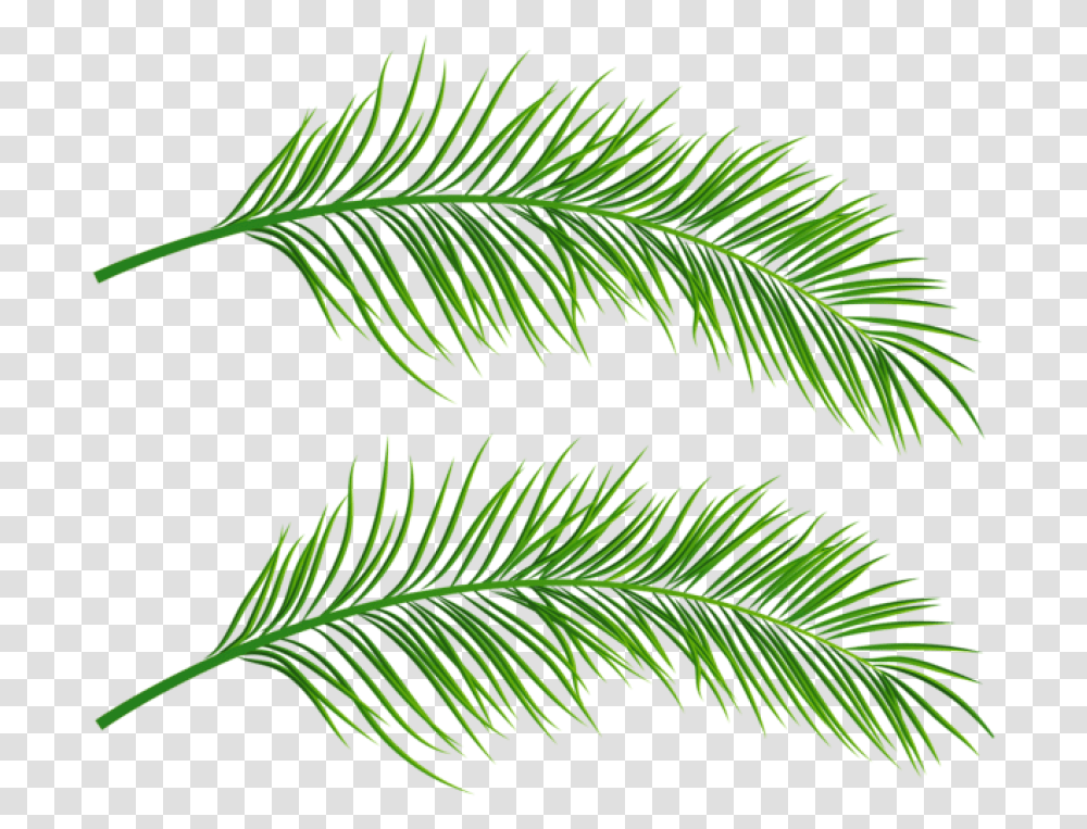 Free Palm Leaves Images Palm Leaf, Tree, Plant, Conifer, Fir Transparent Png