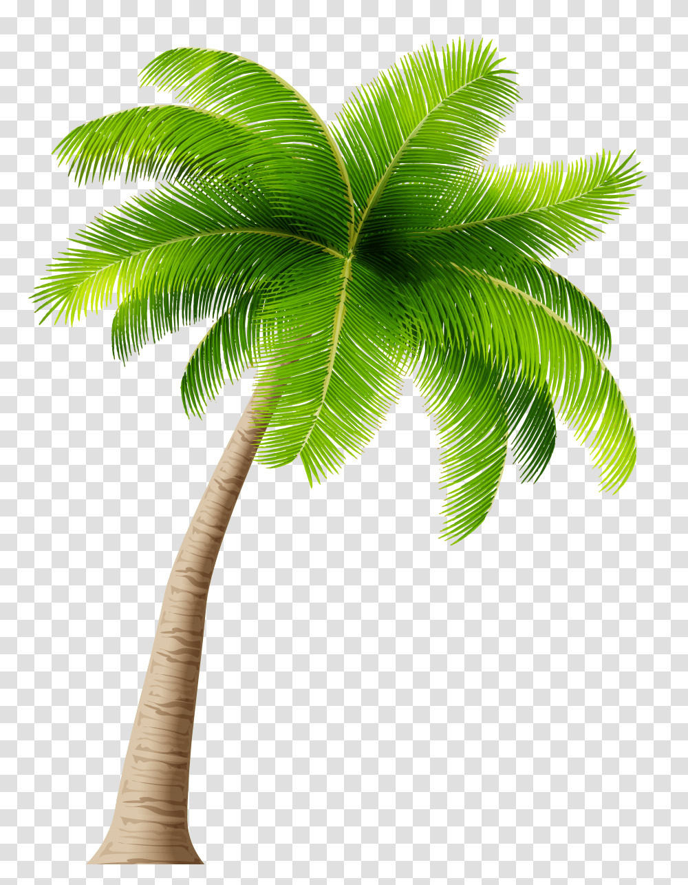 Free Palm Trees Download Background Palm Tree Transparent Png