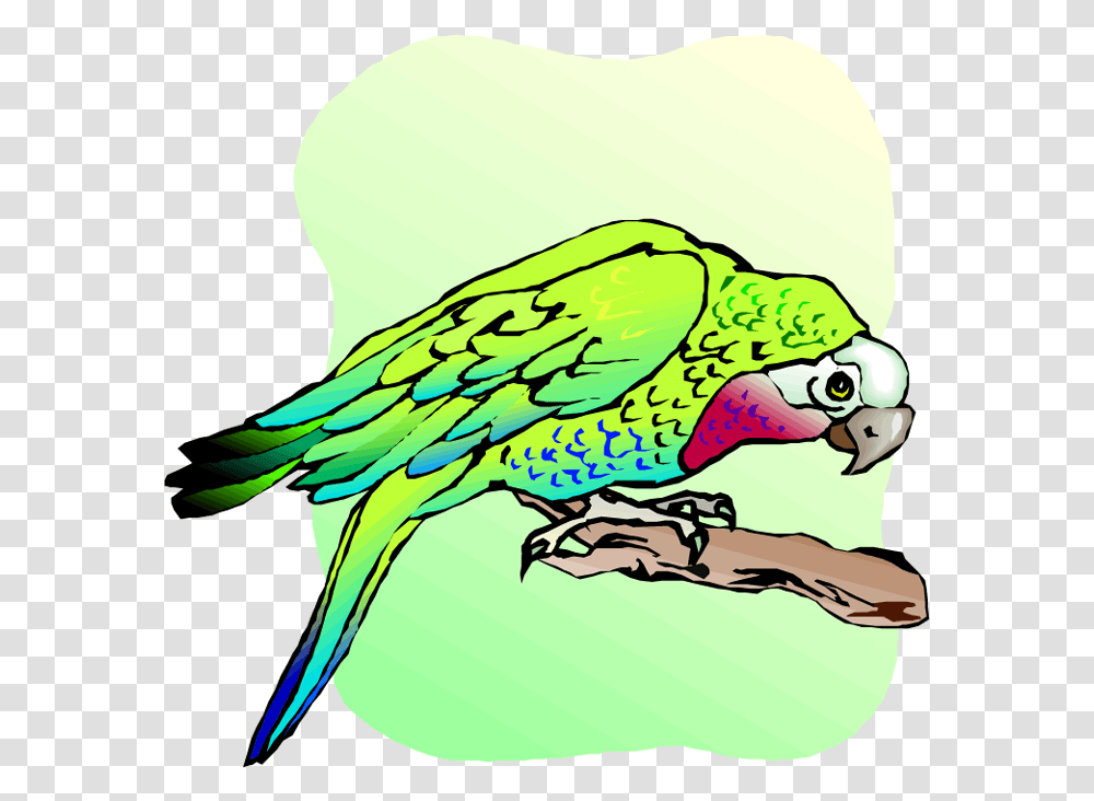 Free Parrot And Macaw Clipart Budgie, Bird, Animal, Beak, Parakeet Transparent Png