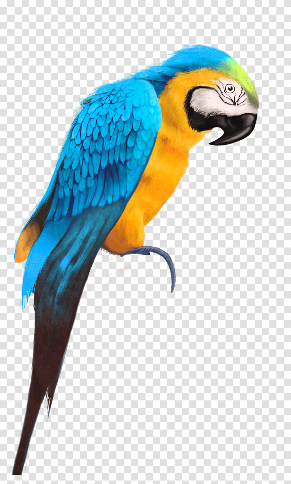 Free Parrot Konfest Bird Hd Images Transparent Png
