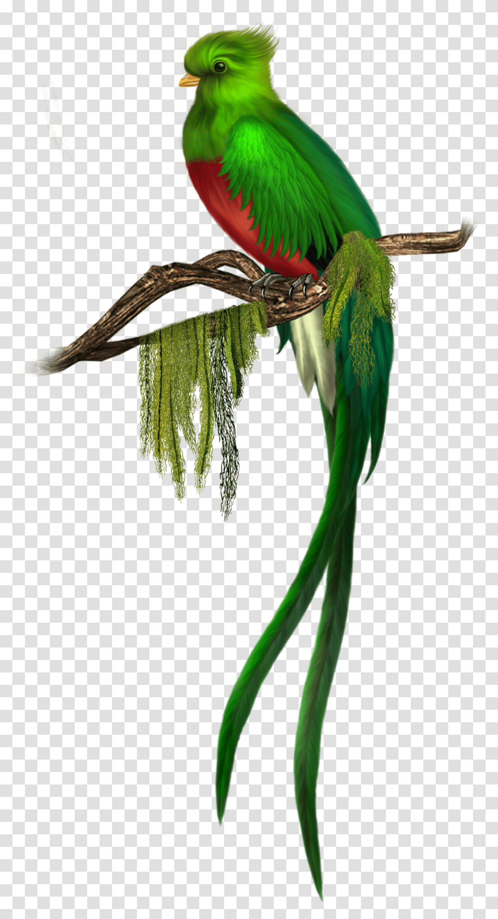 Free Parrot Konfest, Macaw, Bird, Animal, Parakeet Transparent Png