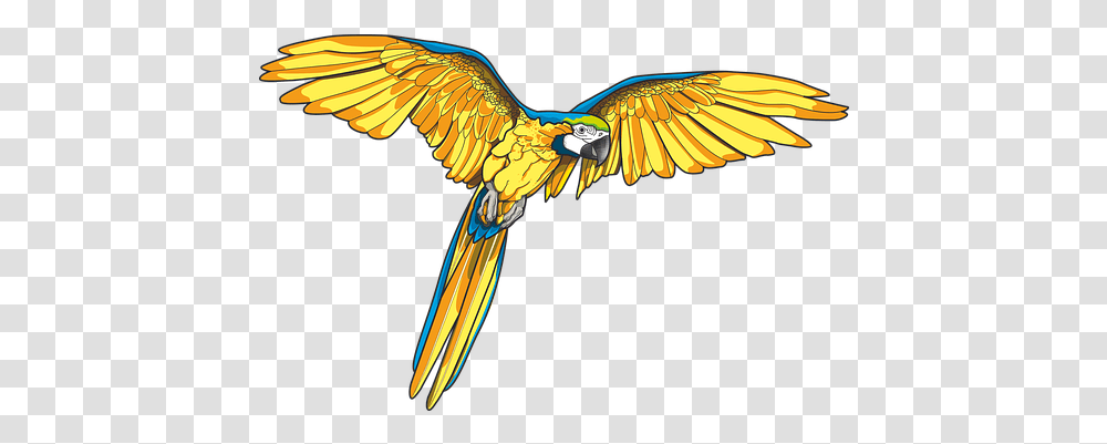 Free Parrot & Bird Vectors Pixabay Macaw Art, Animal, Flying Transparent Png