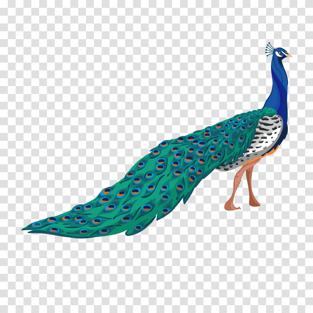 Free Peacock Konfest Peacock Illustration, Bird, Animal, Sock, Shoe Transparent Png