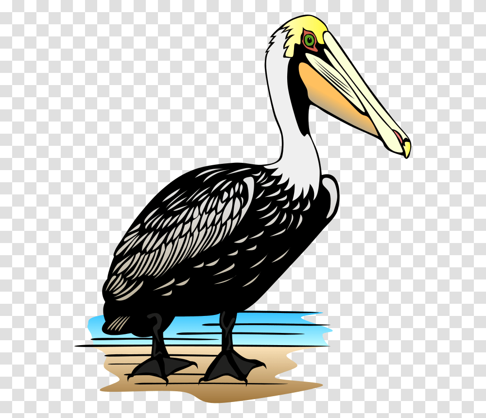 Free Pelican Clip Art, Bird, Animal, Stork, Waterfowl Transparent Png