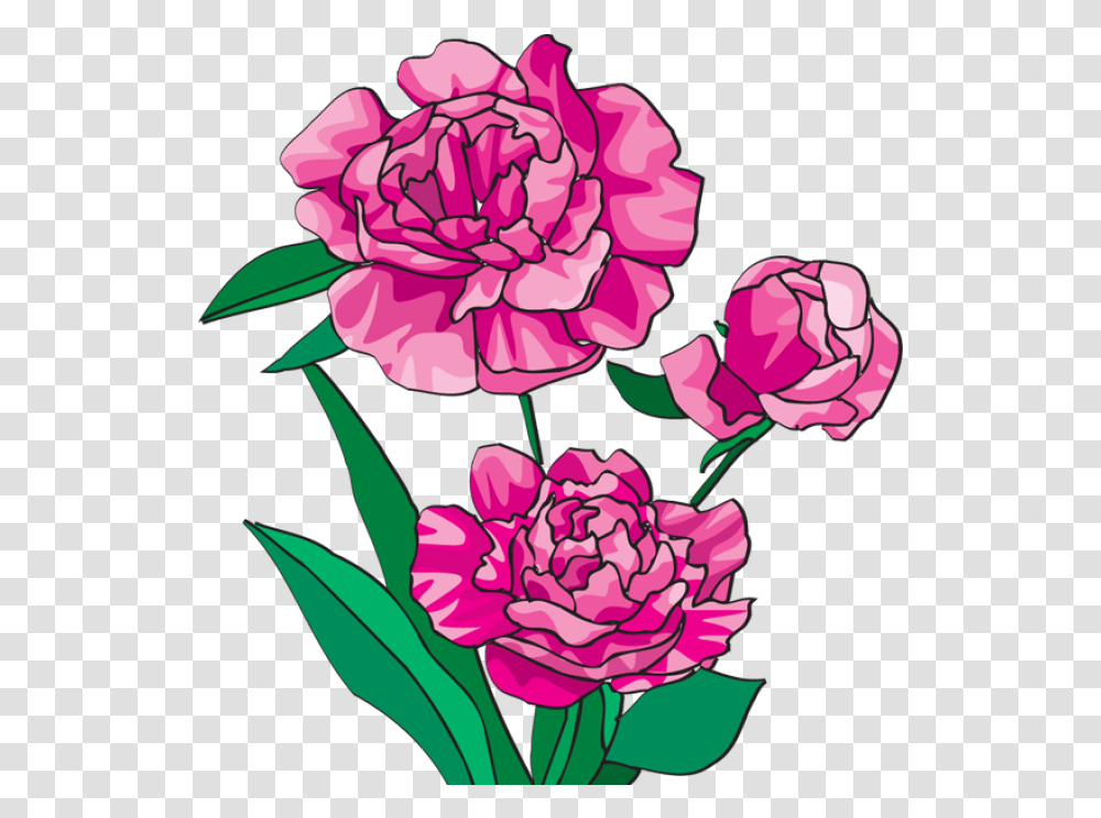 Free Peonies Download Clip Clipart Peony, Plant, Flower, Blossom, Carnation Transparent Png