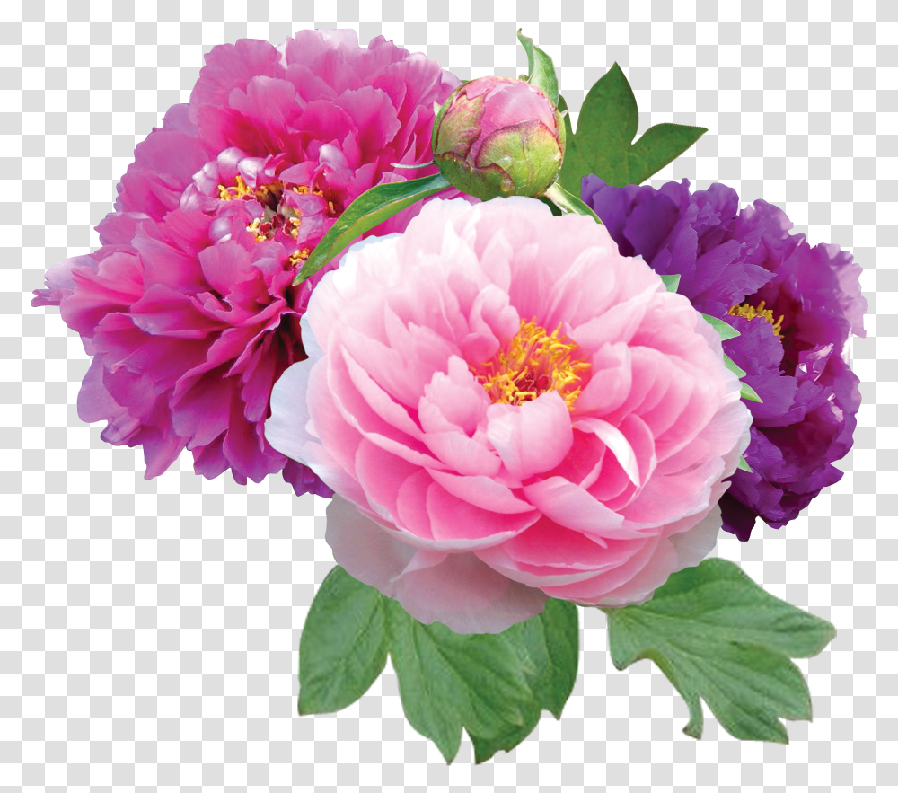 Free Peonies Download Clip Peony Flower Background, Plant, Blossom, Dahlia, Flower Arrangement Transparent Png