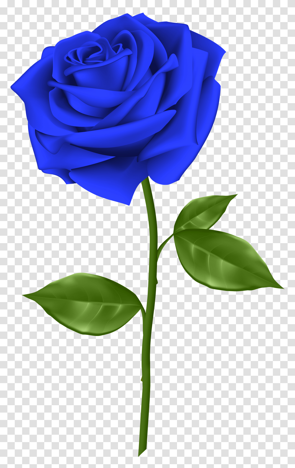 Free Photo Blue Rose, Plant, Flower, Blossom, Green Transparent Png