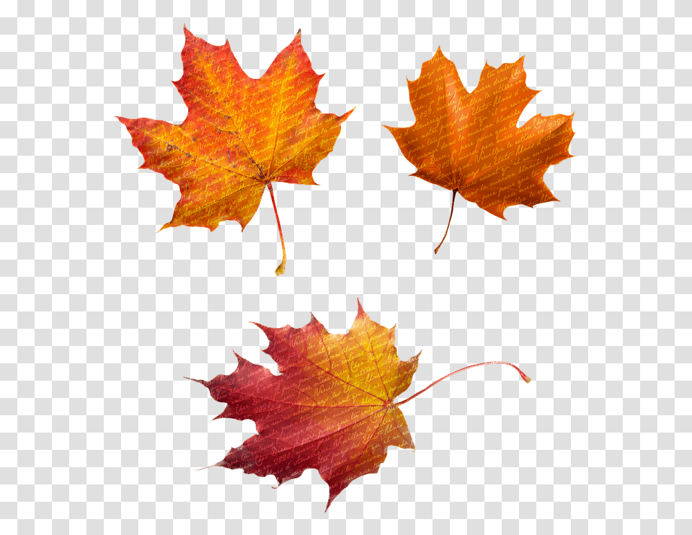 Free Photo Botanical Nature Glitter Fall Leaves Autumn Max Herbst Bltter, Leaf, Plant, Tree, Maple Transparent Png