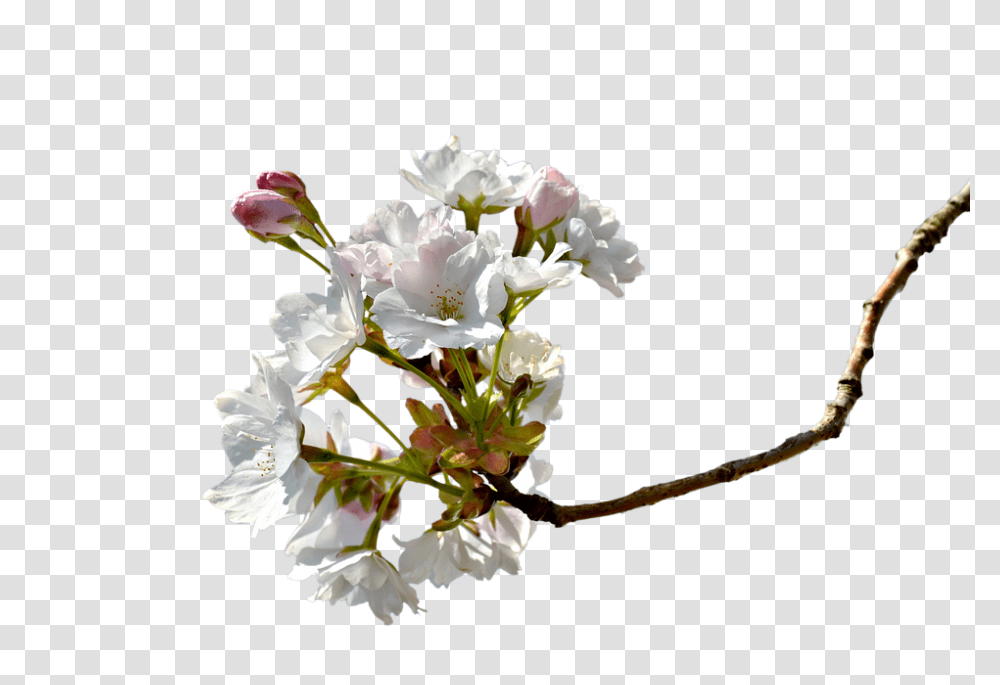 Free Photo Branch Cherry Blossom Cherry Tree Cherry Branche, Plant, Flower, Flower Arrangement, Flower Bouquet Transparent Png