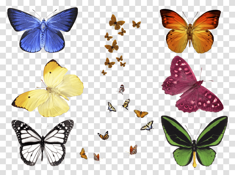 Free Photo Butterfly Overlays Realistic Natural Flying Transparent Png
