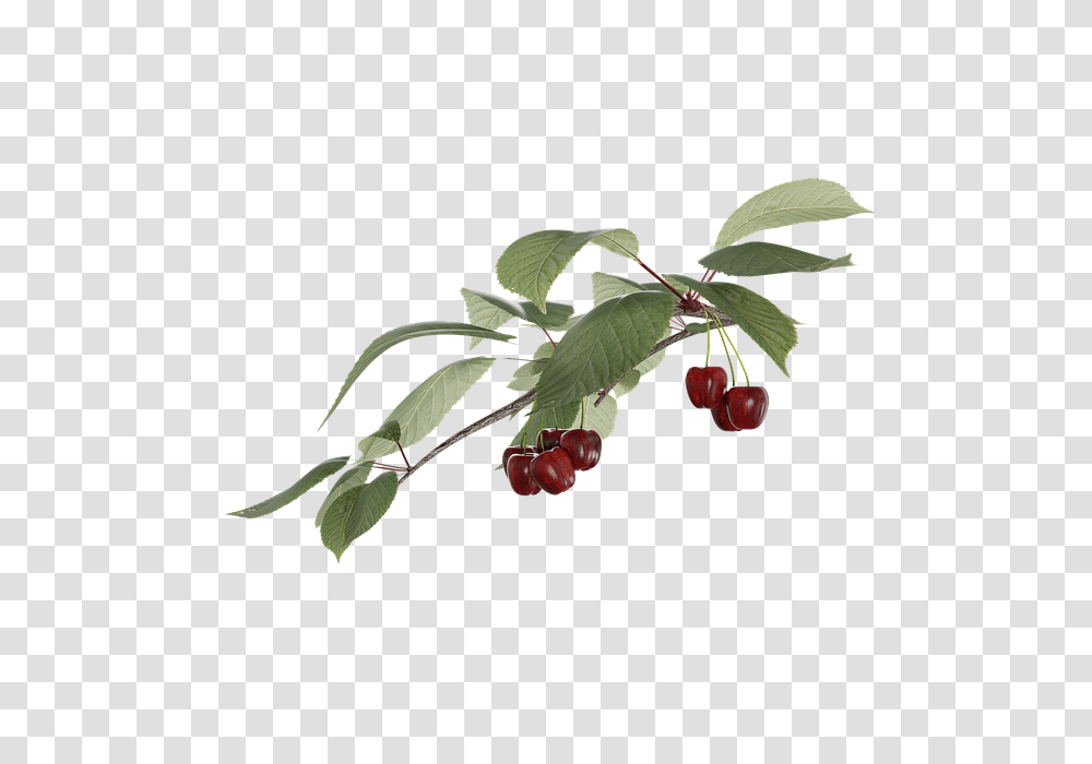 Free Photo Cherry Fruit A Branch, Plant, Food Transparent Png