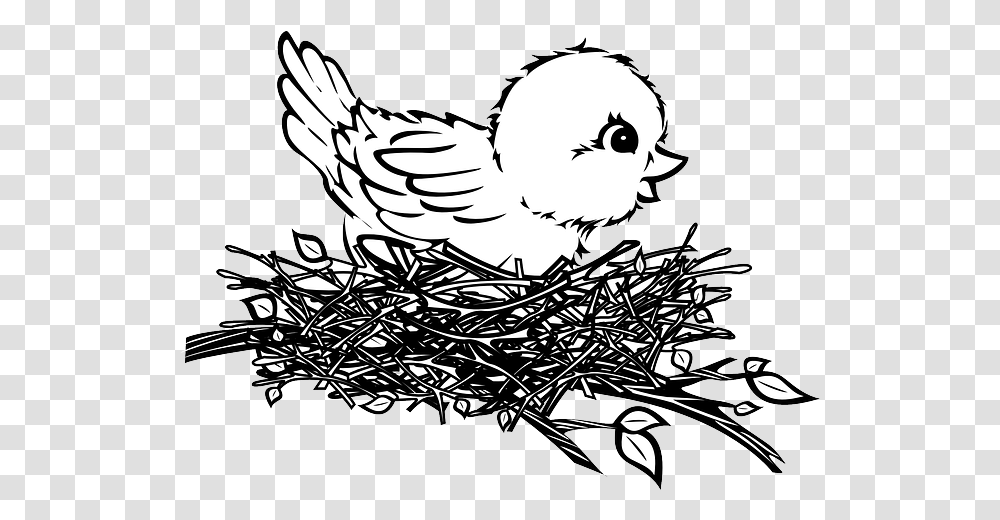 Free Photo Chick Nest Baby Bird Max Pixel Birds Nest Easy Drawing, Poultry, Fowl, Animal, Chicken Transparent Png