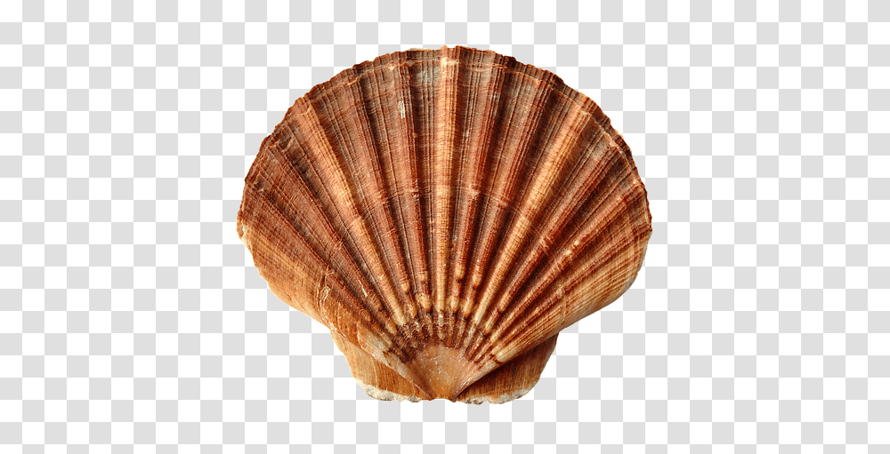 Free Photo Clam Ocean Sand Sea Shell Sea Shells Beach, Fungus, Seashell, Invertebrate, Sea Life Transparent Png
