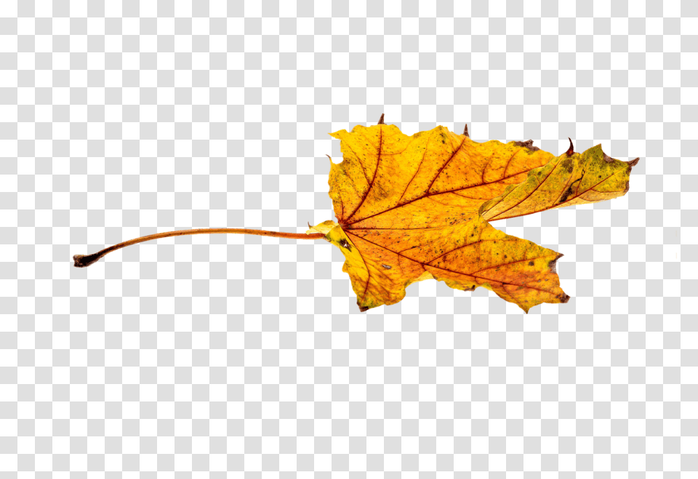 Free Photo Colorful Autumn Leaf Max Pixel Yellow Autumn Plant, Tree, Insect, Invertebrate, Animal Transparent Png